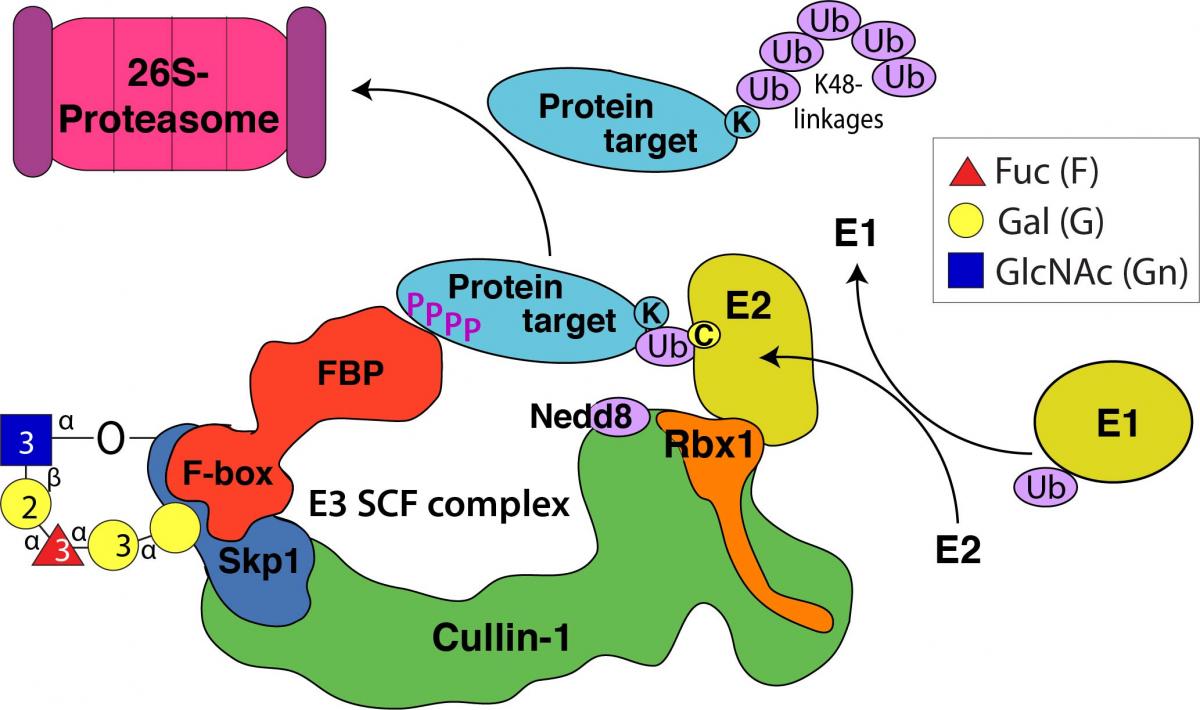 Fig.3.Glyco_Hyp_Ub_SCF_Yoshida.jpg